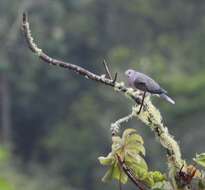 Image of Ring-tailed Pigeon