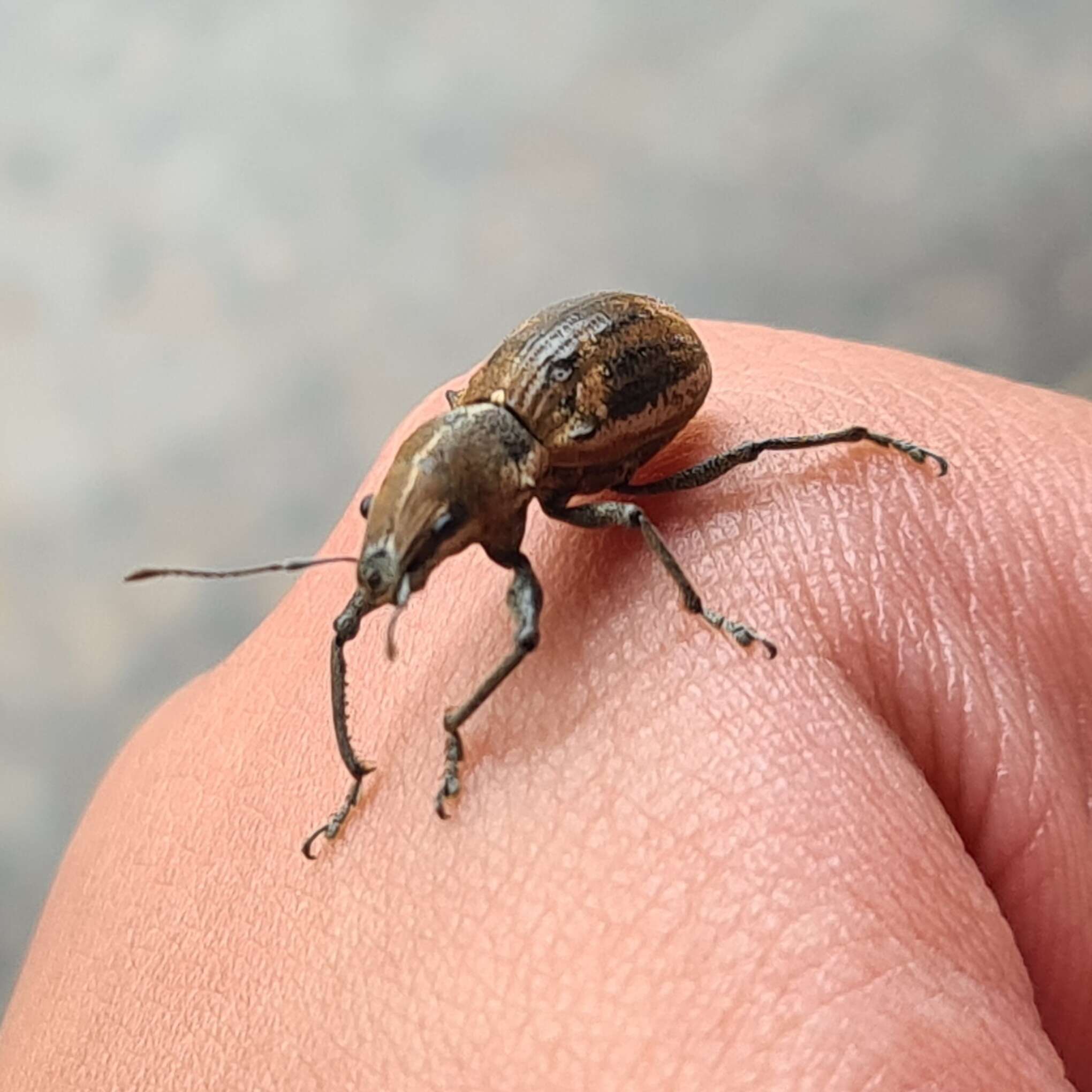 Image of Teratopactus nodicollis (Boheman 1833)