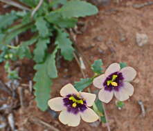 Image of Diascia decipiens K. E. Steiner