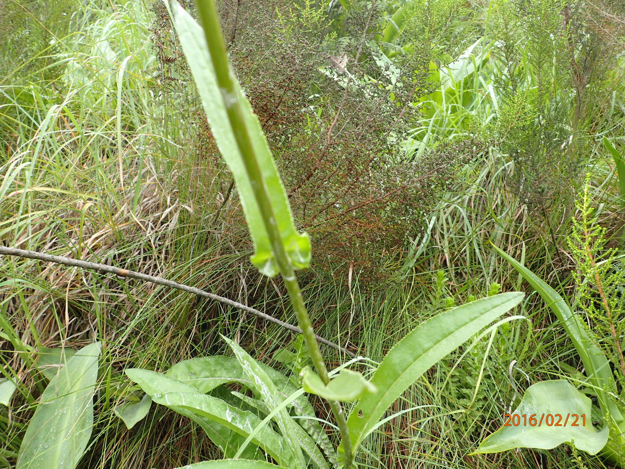 Image of Senecio inornatus DC.