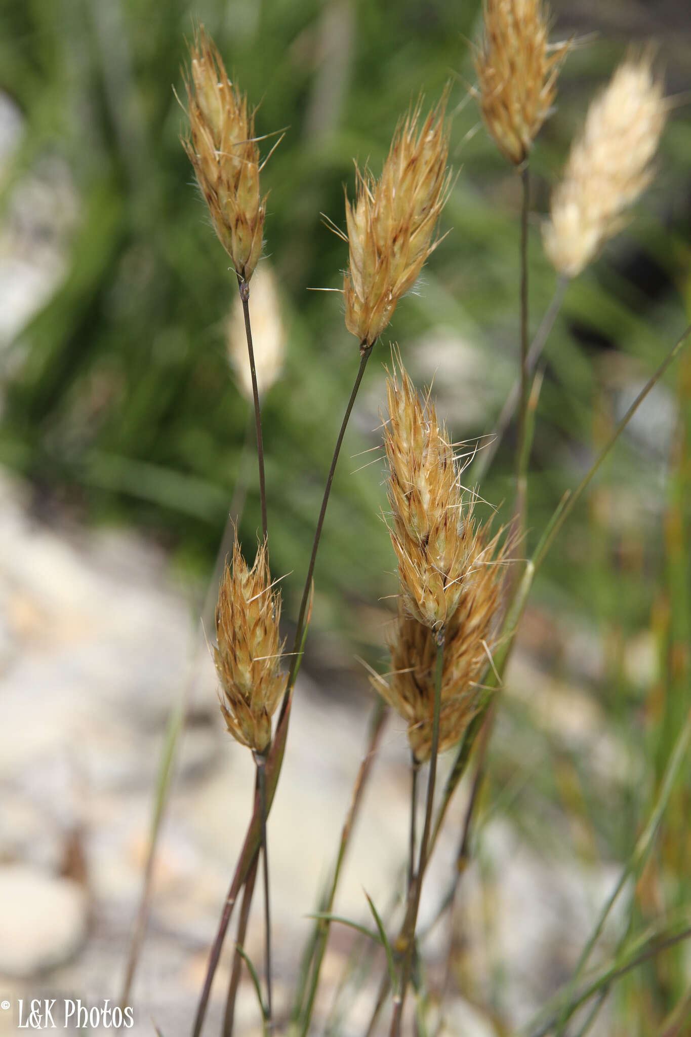 Imagem de Geochloa rufa (Nees) N. P. Barker & H. P. Linder