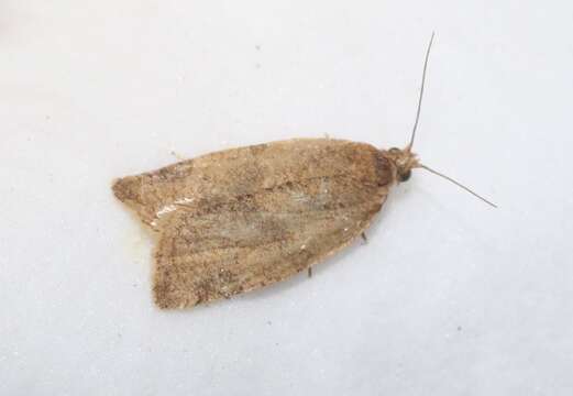 Image of Orange Tortrix