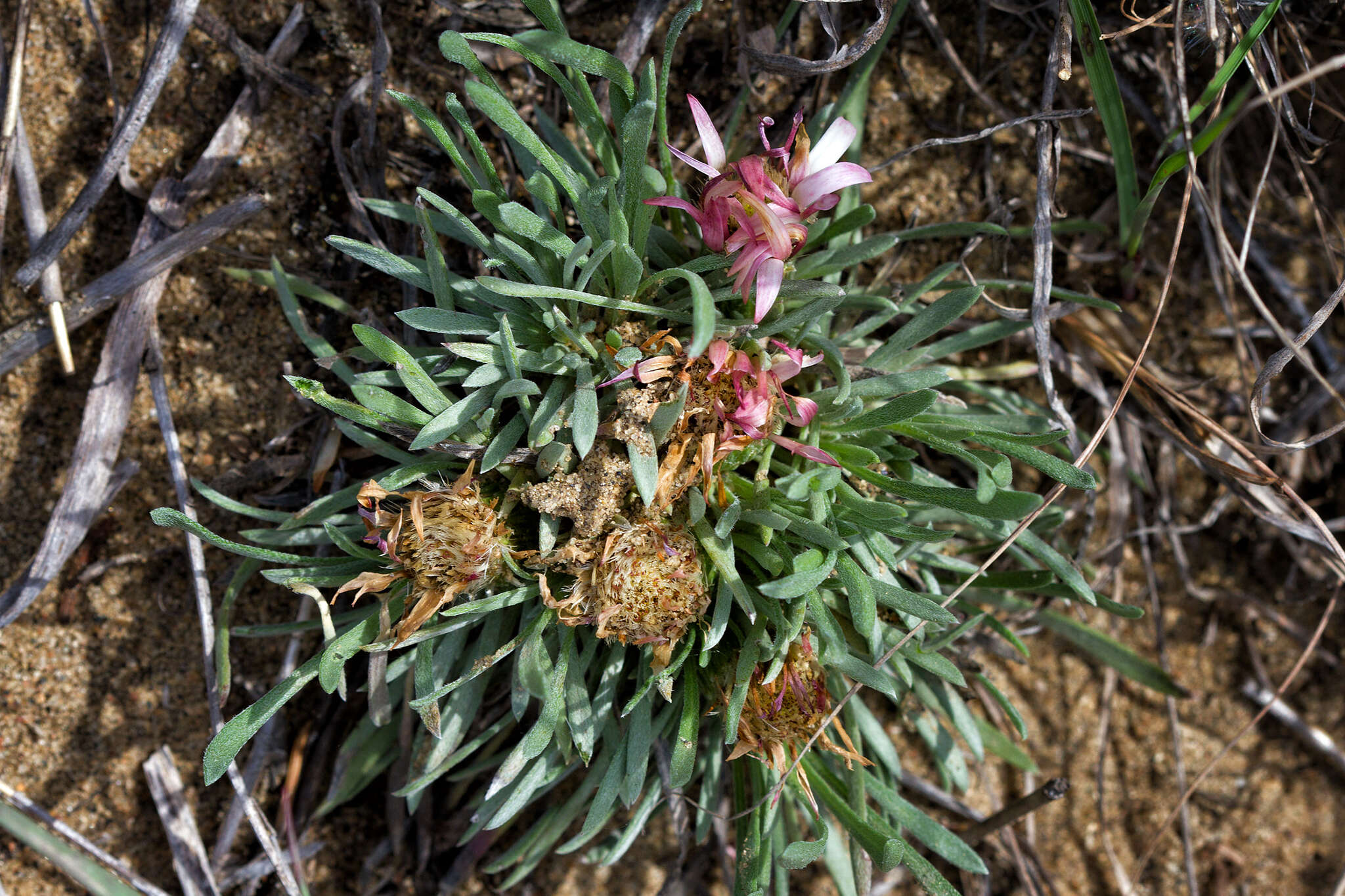 Image of Easter Daisy