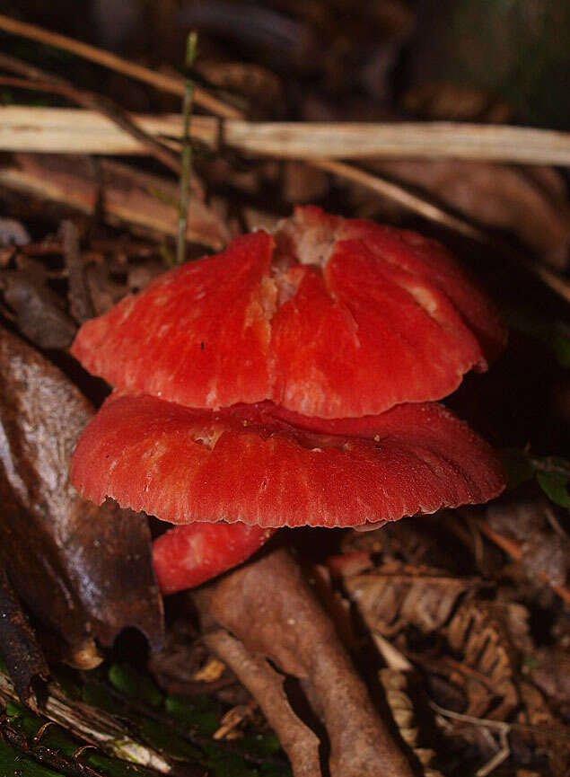 Image of Hygrocybe miniata (Fr.) P. Kumm. 1871