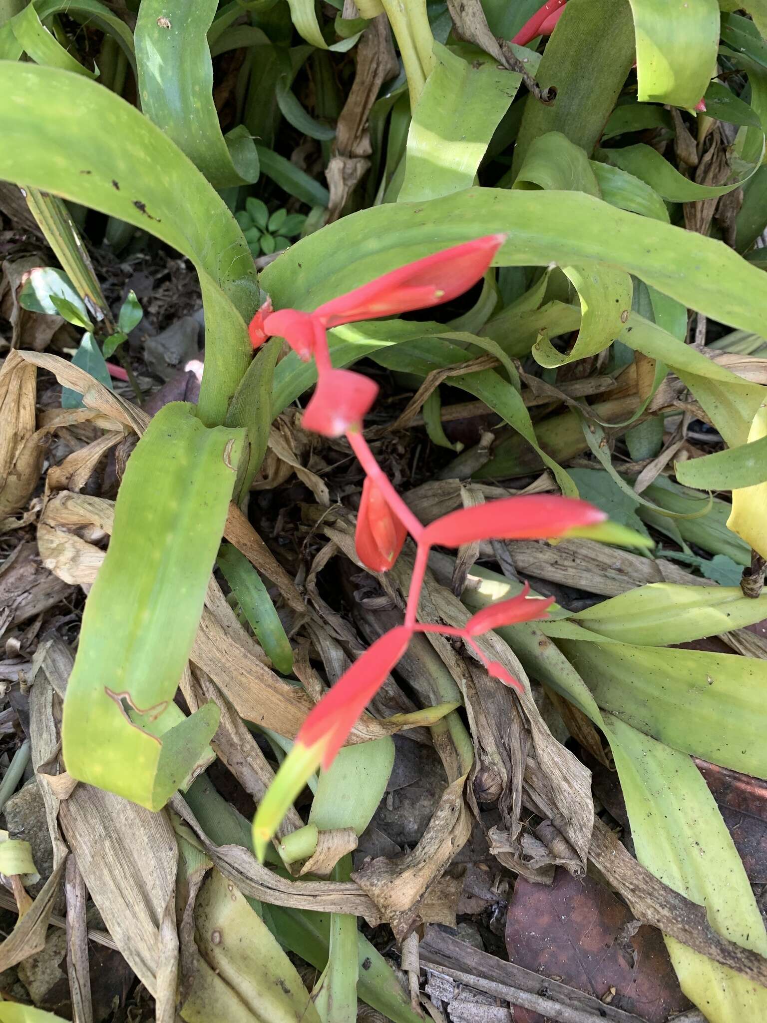 Billbergia iridifolia (Nees & Mart.) Lindl.的圖片