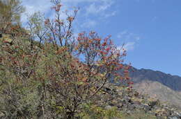 Imagem de Sorbus tianschanica Rupr.