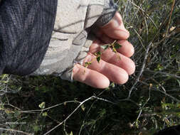 Image of Commicarpus scandens (L.) Standl.