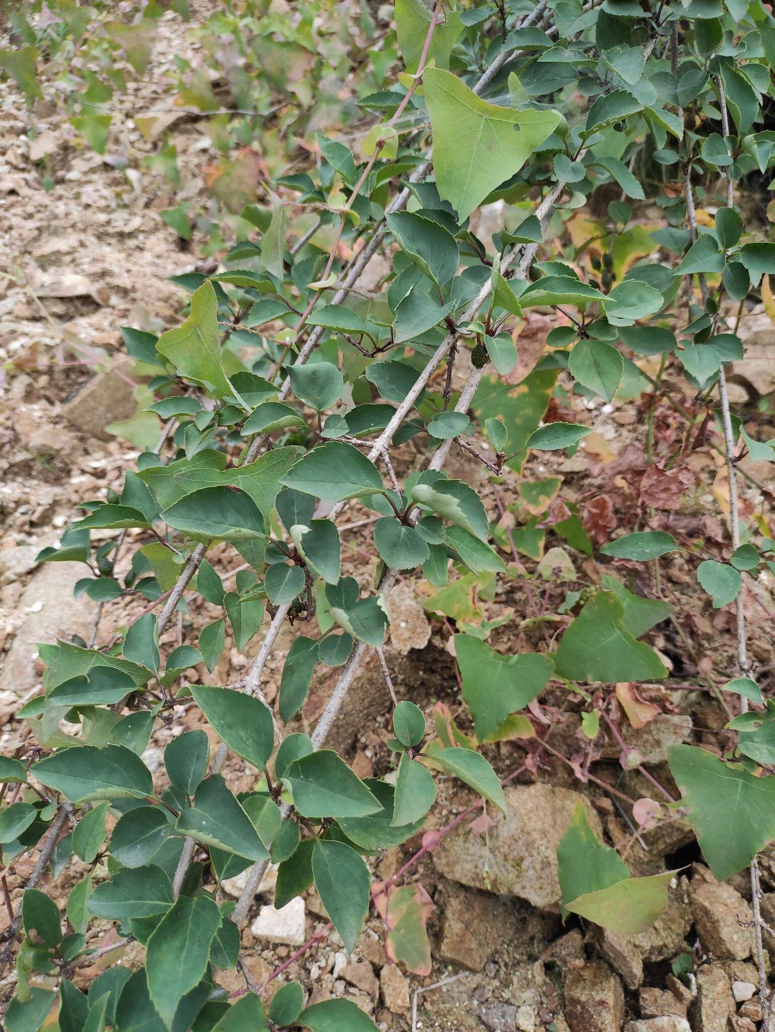 Forsythia suspensa (Thunb.) Vahl resmi