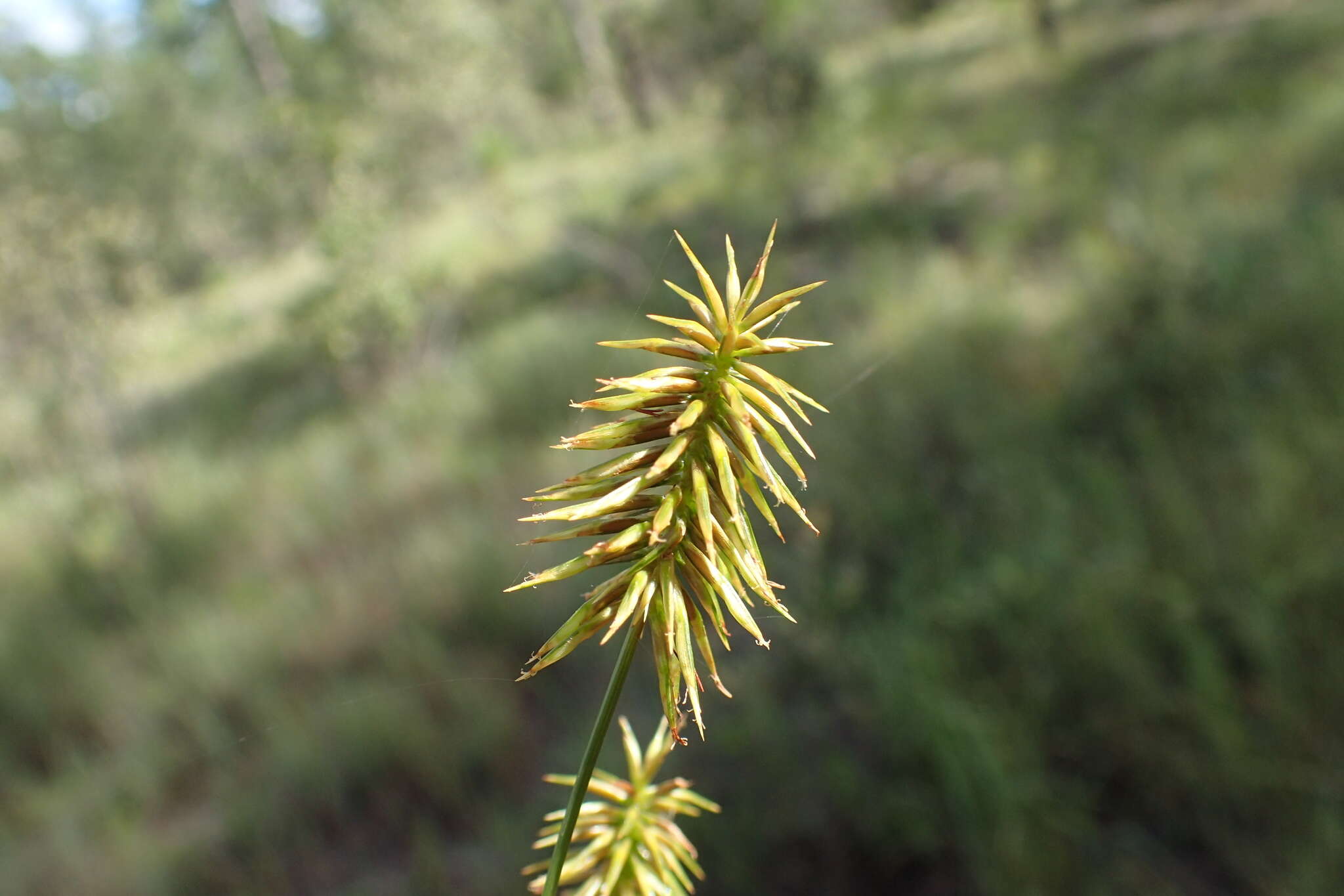 Image of bristly flatsedge