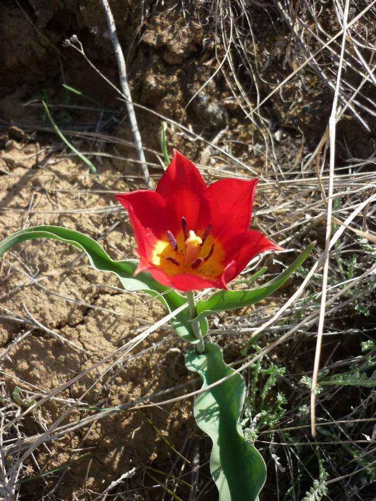 Image of Tulipa suaveolens Roth