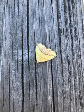 Image of Pink-bordered Yellow, Two-pronged Looper