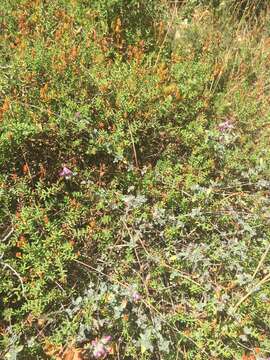 Sivun Origanum microphyllum (Benth.) Vogel kuva