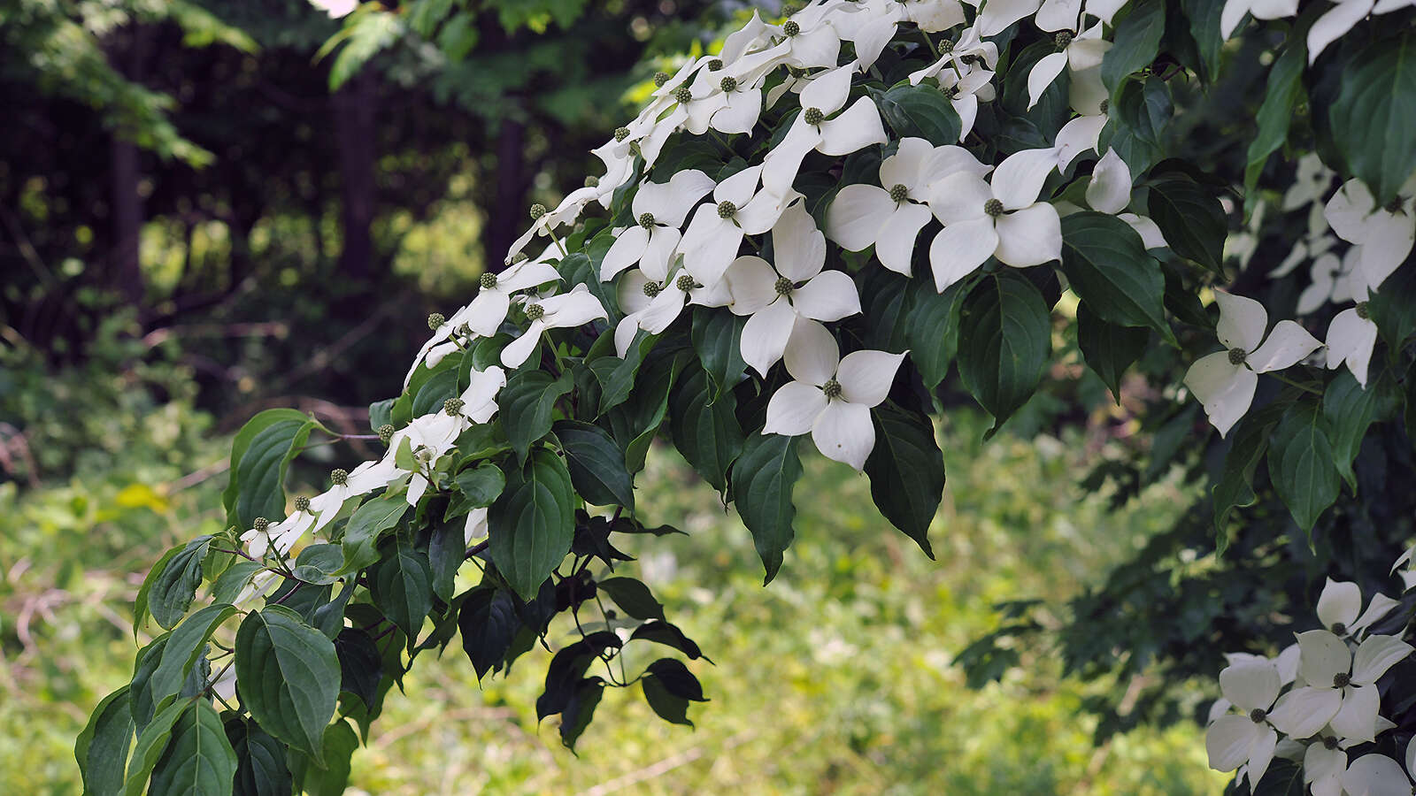 Image of Chinese dogwood