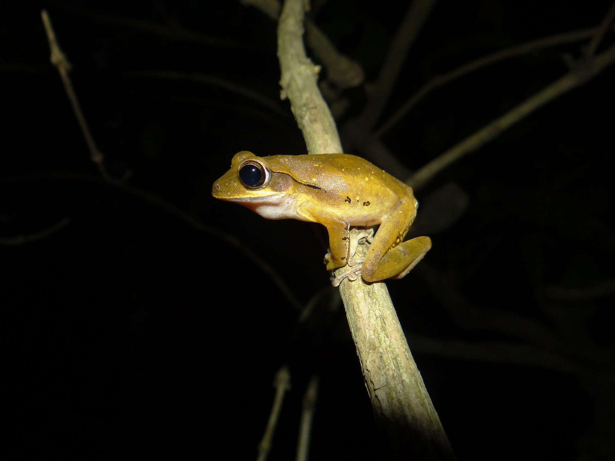 Image of Polypedates occidentalis Das & Dutta 2006