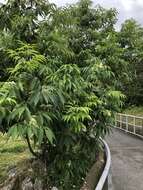 Image of Chinese flowering ash