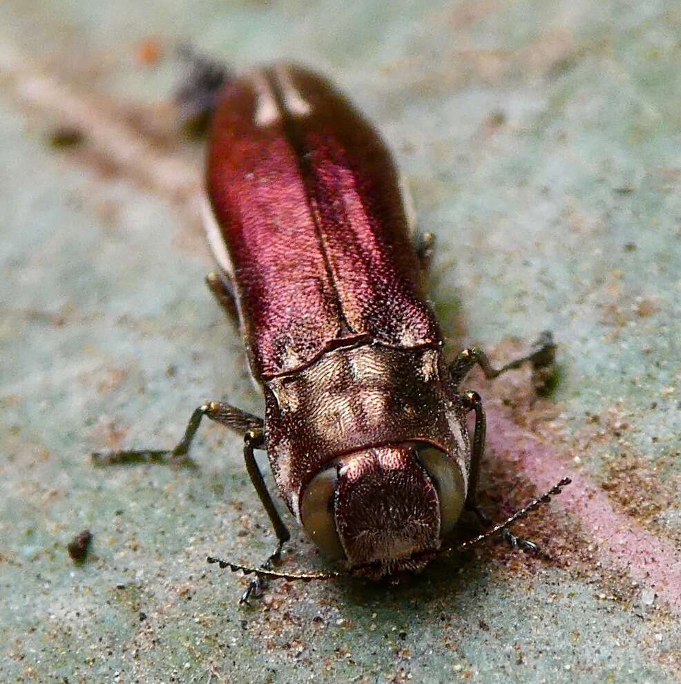 Слика од Agrilus quadriguttatus niveiventris Horn 1891