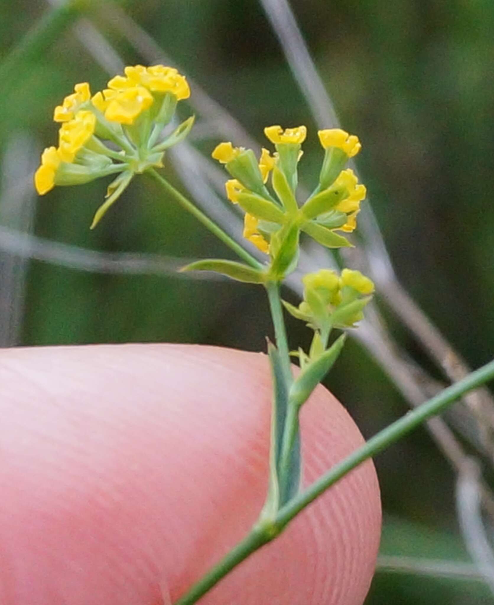 Bupleurum brachiatum C. Koch ex Boiss. resmi