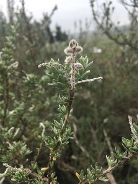 Image de Syncolostemon eriocephalus I. Verd.