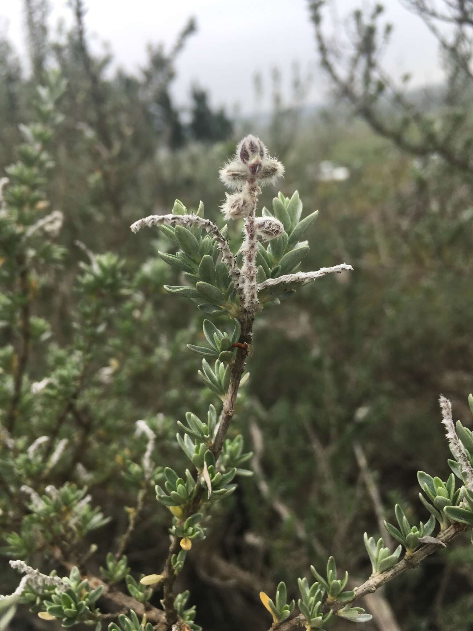 Image of Syncolostemon eriocephalus I. Verd.