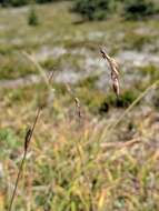 Imagem de Deschampsia atropurpurea (Wahlenb.) Scheele