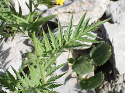 Image of Descurainia tanacetifolia (L.) Prantl