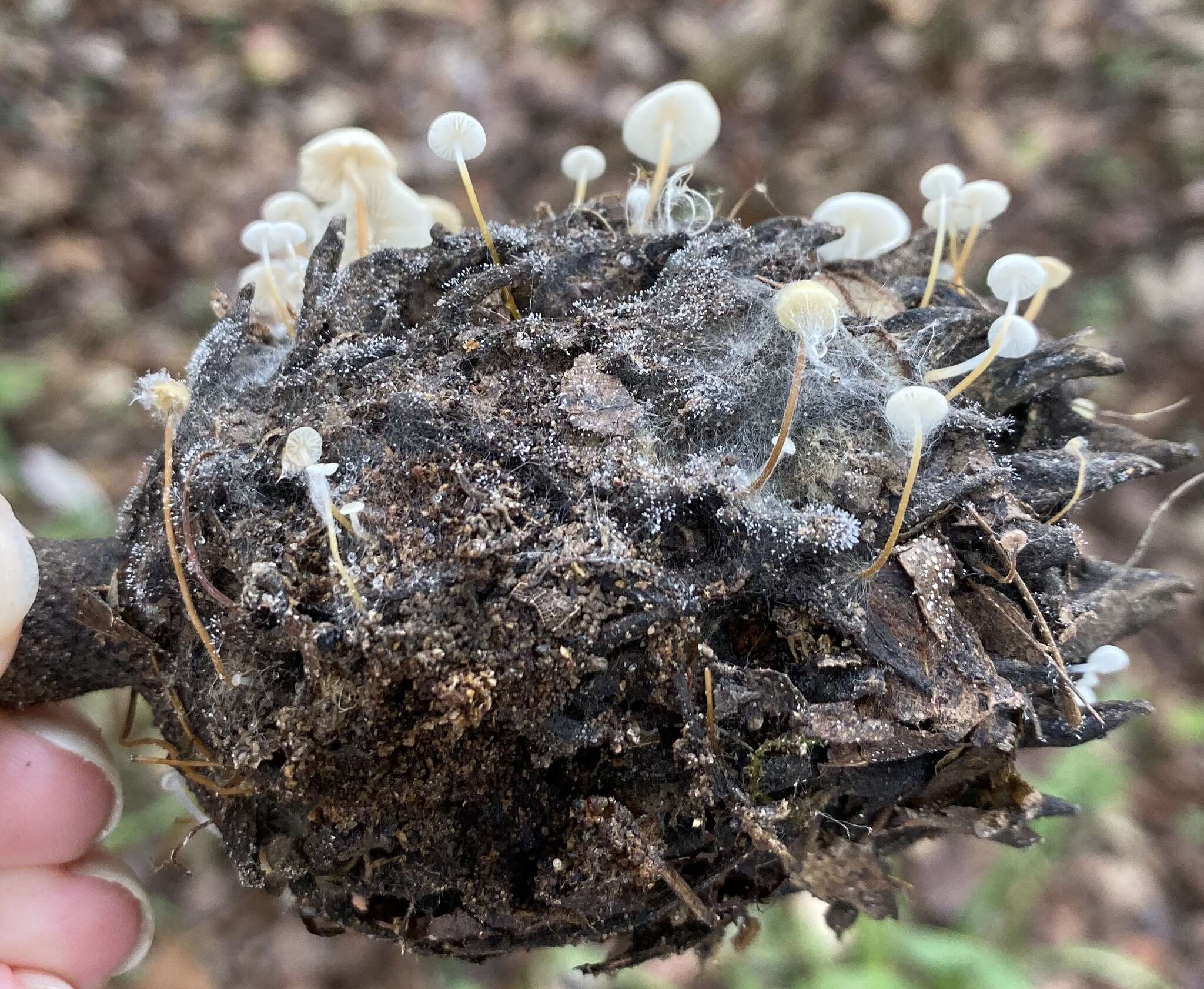 Plancia ëd Strobilurus conigenoides (Ellis) Singer 1962