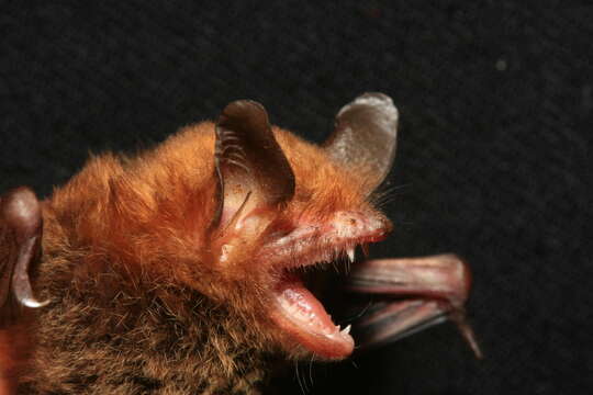 Image of Anjouan Myotis