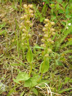 Plancia ëd Dactylorhiza viridis (L.) R. M. Bateman, Pridgeon & M. W. Chase