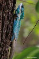 Calotes mystaceus Duméril & Bibron 1837 resmi