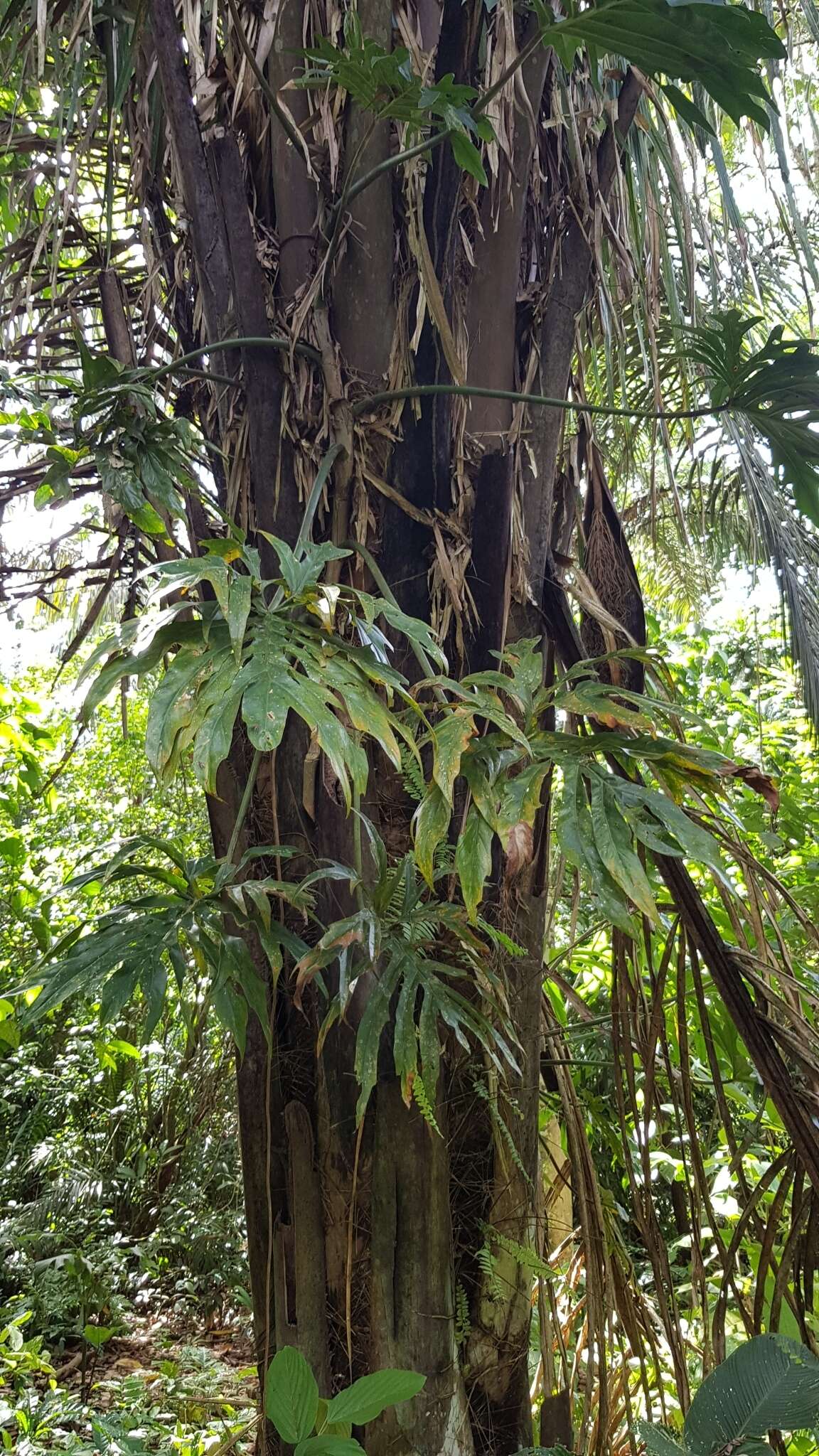 Image of Philodendron radiatum var. radiatum