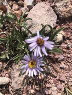 Image of rockslide yellow fleabane