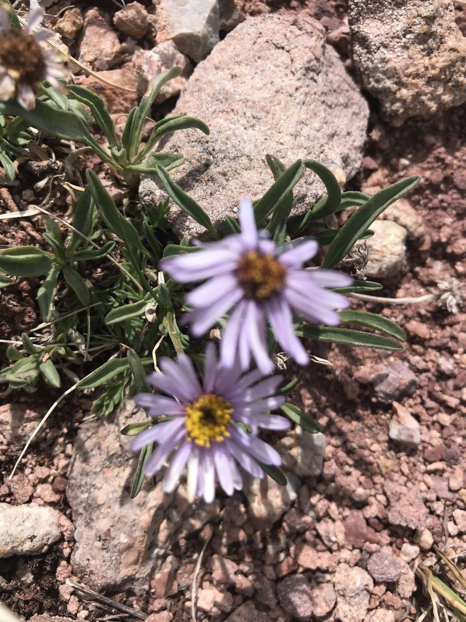 Imagem de Erigeron leiomerus A. Gray