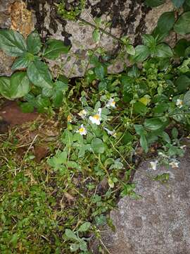 Image of Linaria reflexa subsp. reflexa