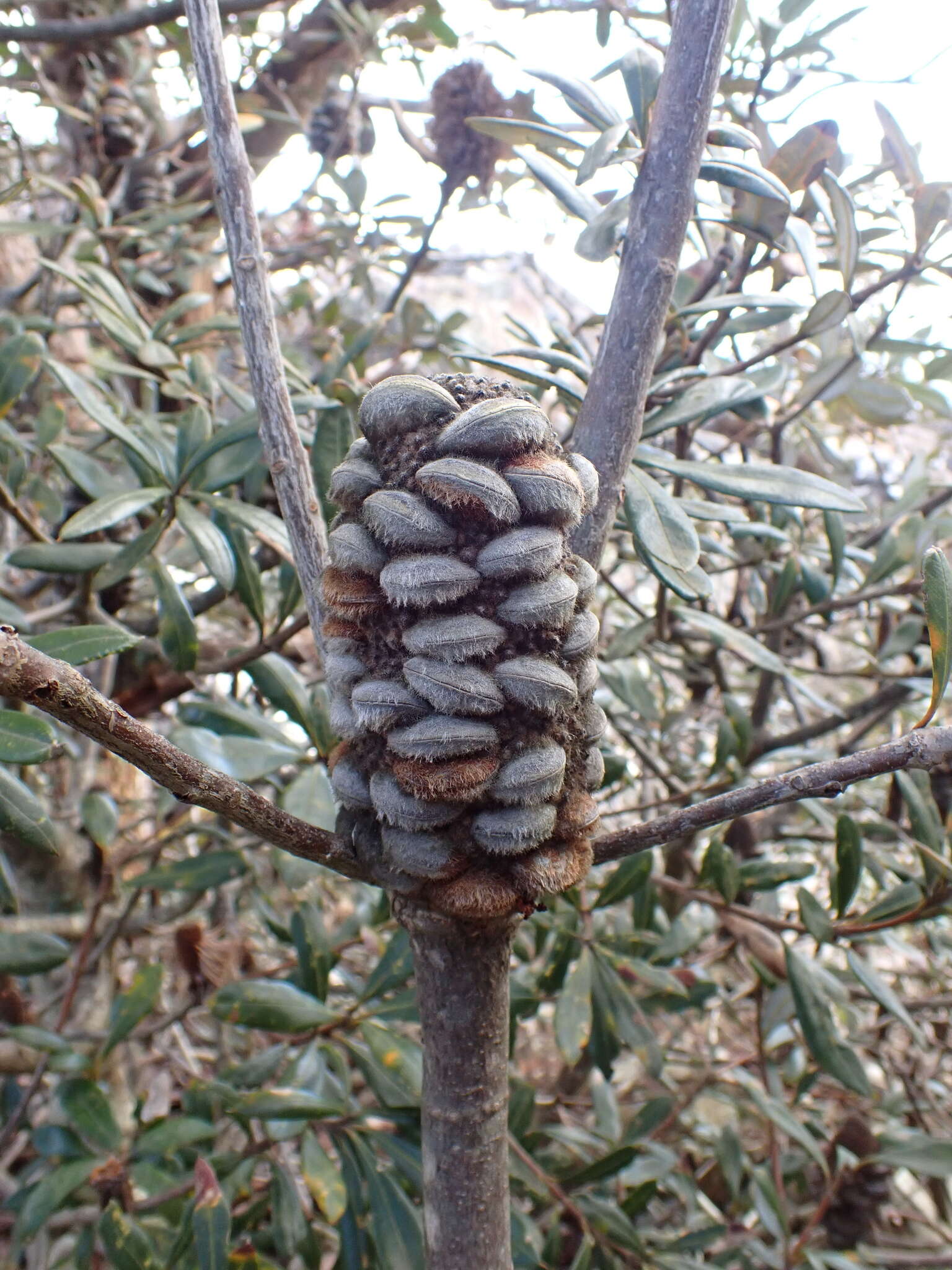 Image of Banksia saxicola A. S. George