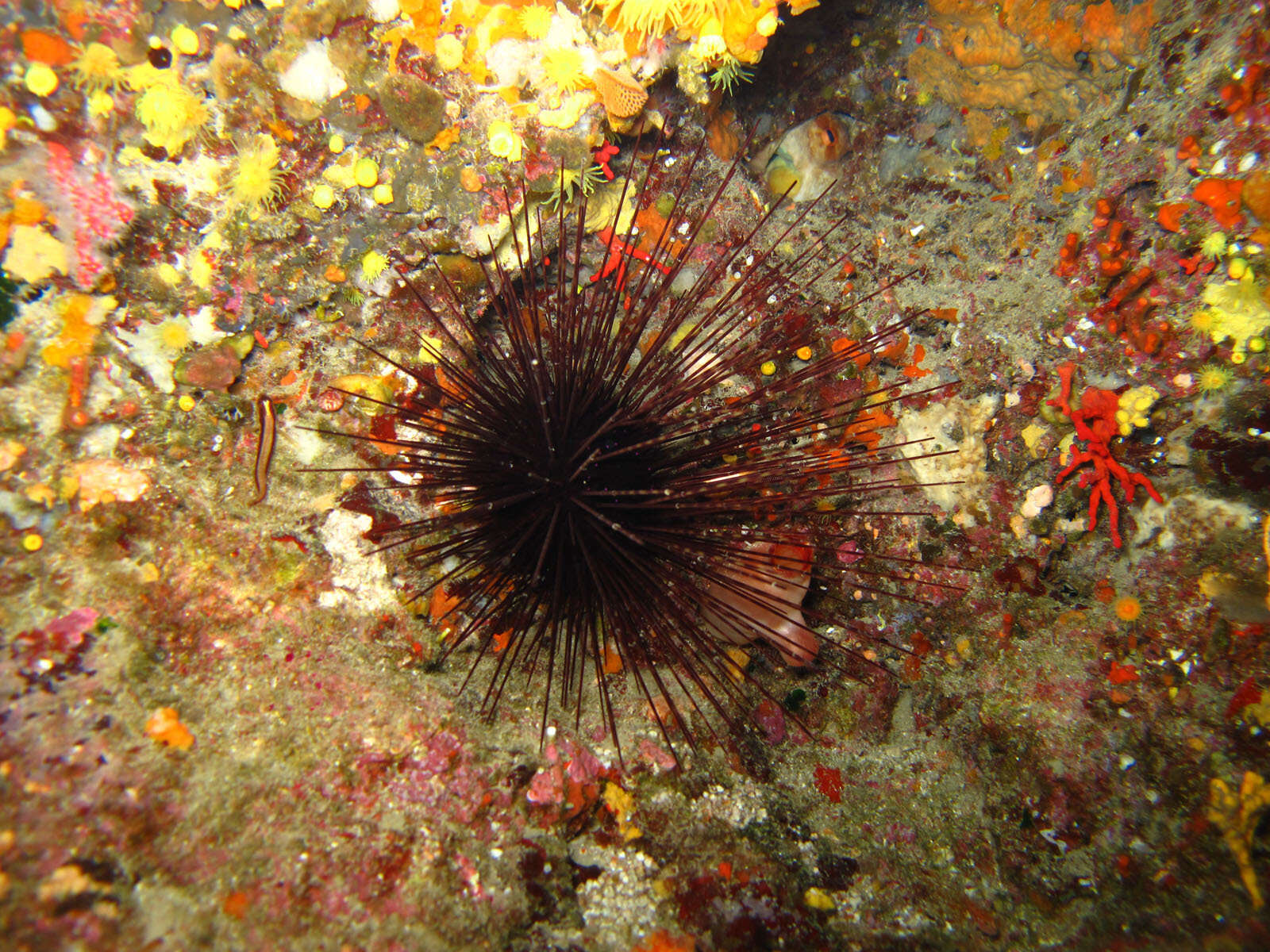 Image of long-spined urchin