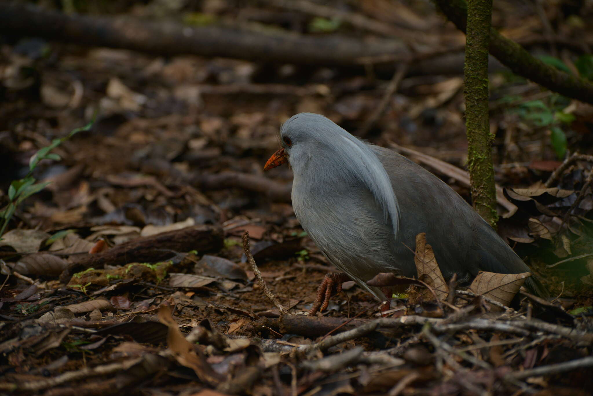 Image de Rhynochetidae