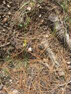 Image of New Mexico yellow flax