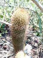 Image of Mammillaria eriacantha Link & Otto ex Pfeiff.