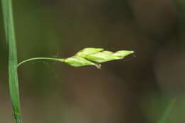 Image of Carex filipes var. oligostachys Kük.