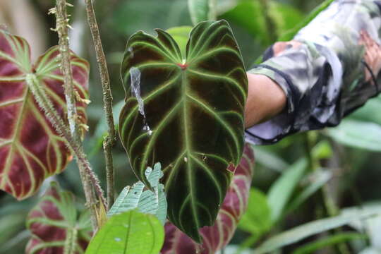 Image of Philodendron verrucosum L. Mathieu ex Schott