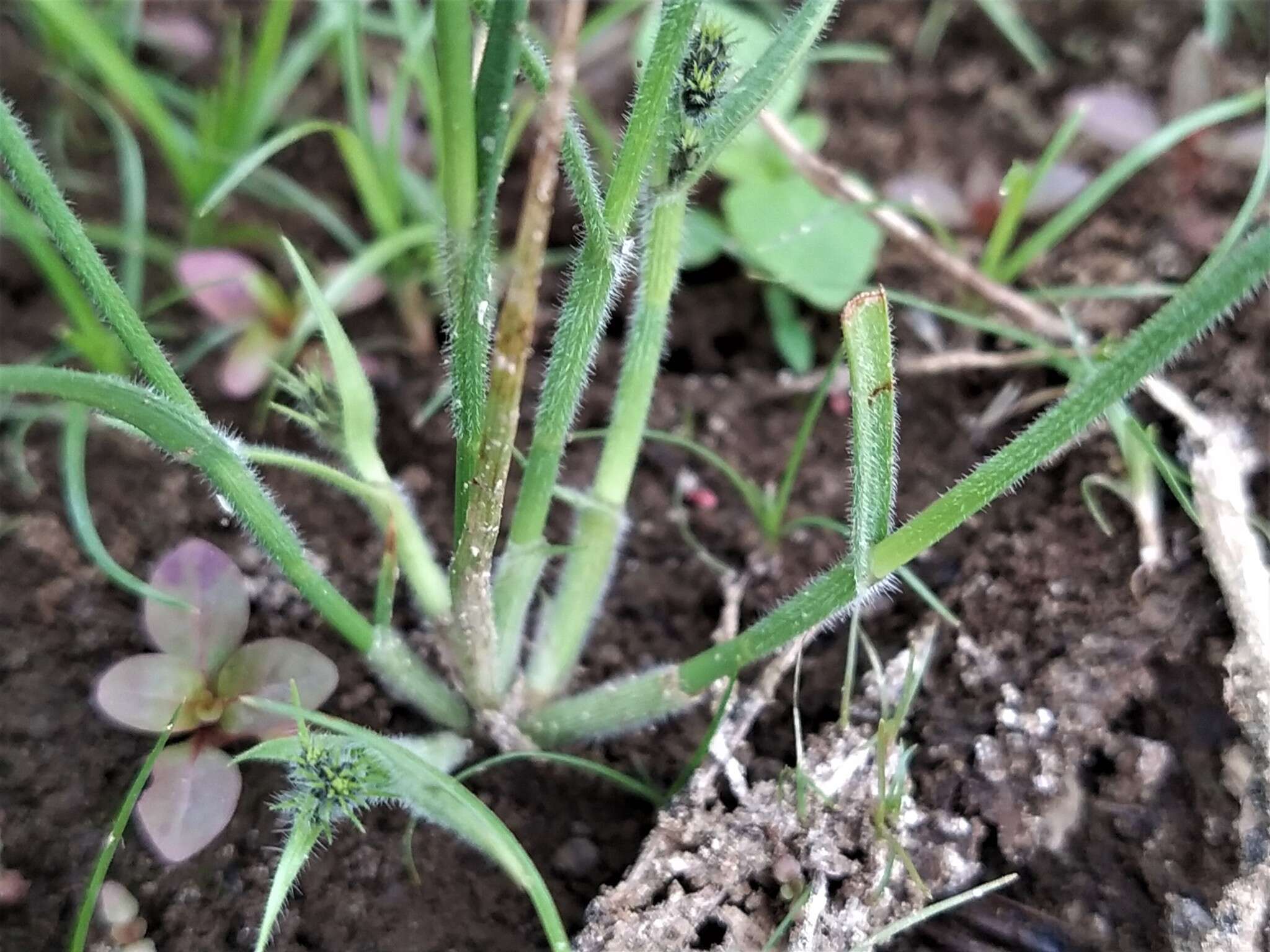 Image of Fuirena ciliaris (L.) Roxb.