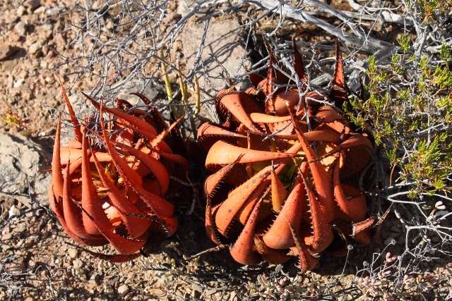 Image of Aloe microstigma subsp. microstigma