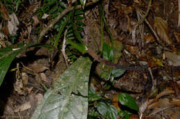 Image of Anthurium urvilleanum Schott