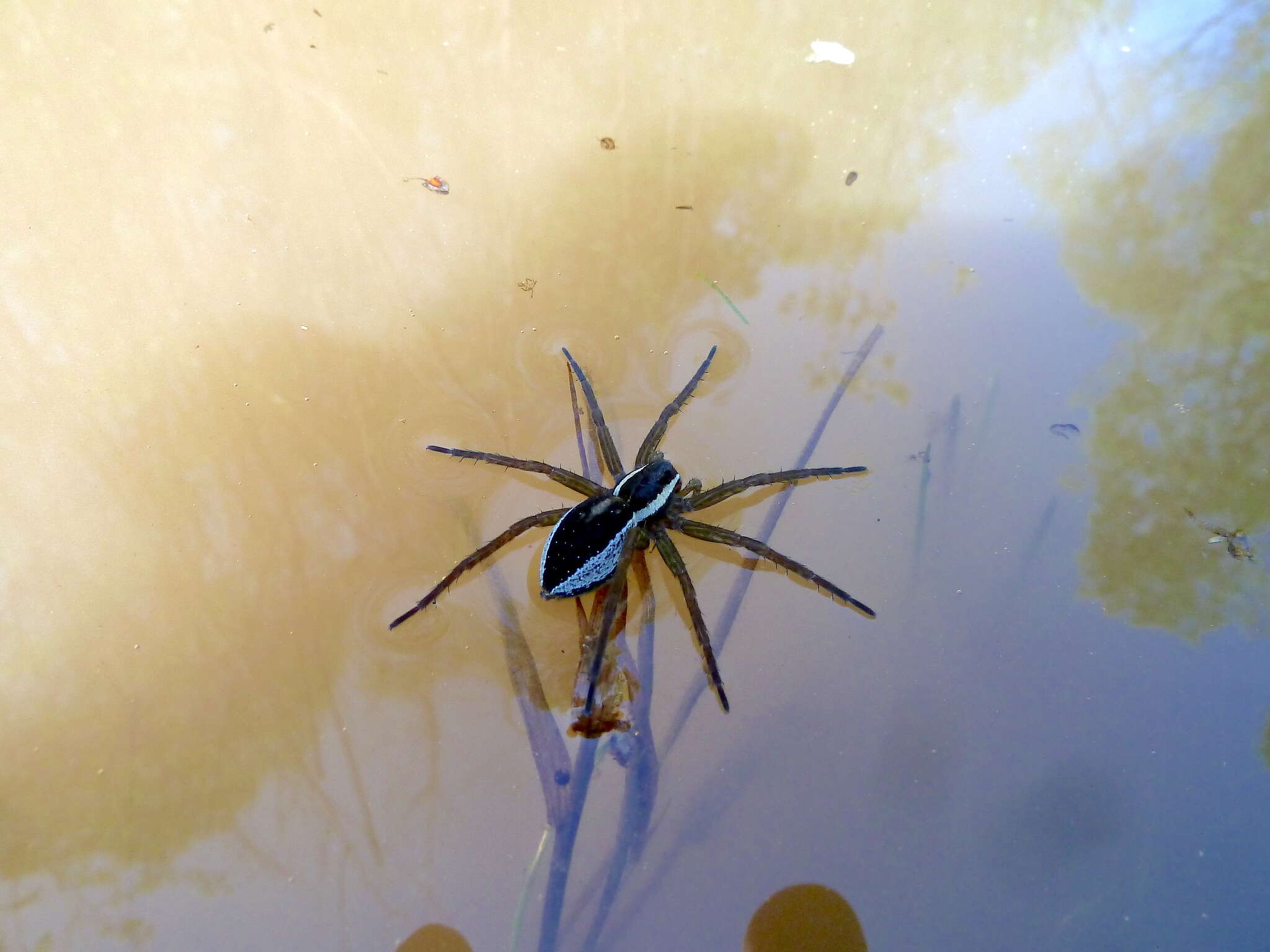 Image of Raft spider