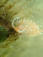 Image of White-tentacled japanese aeolis