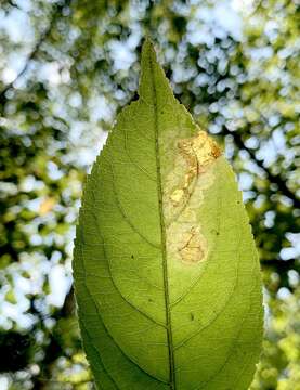 Image of Aulagromyza orbitalis Melander 1913