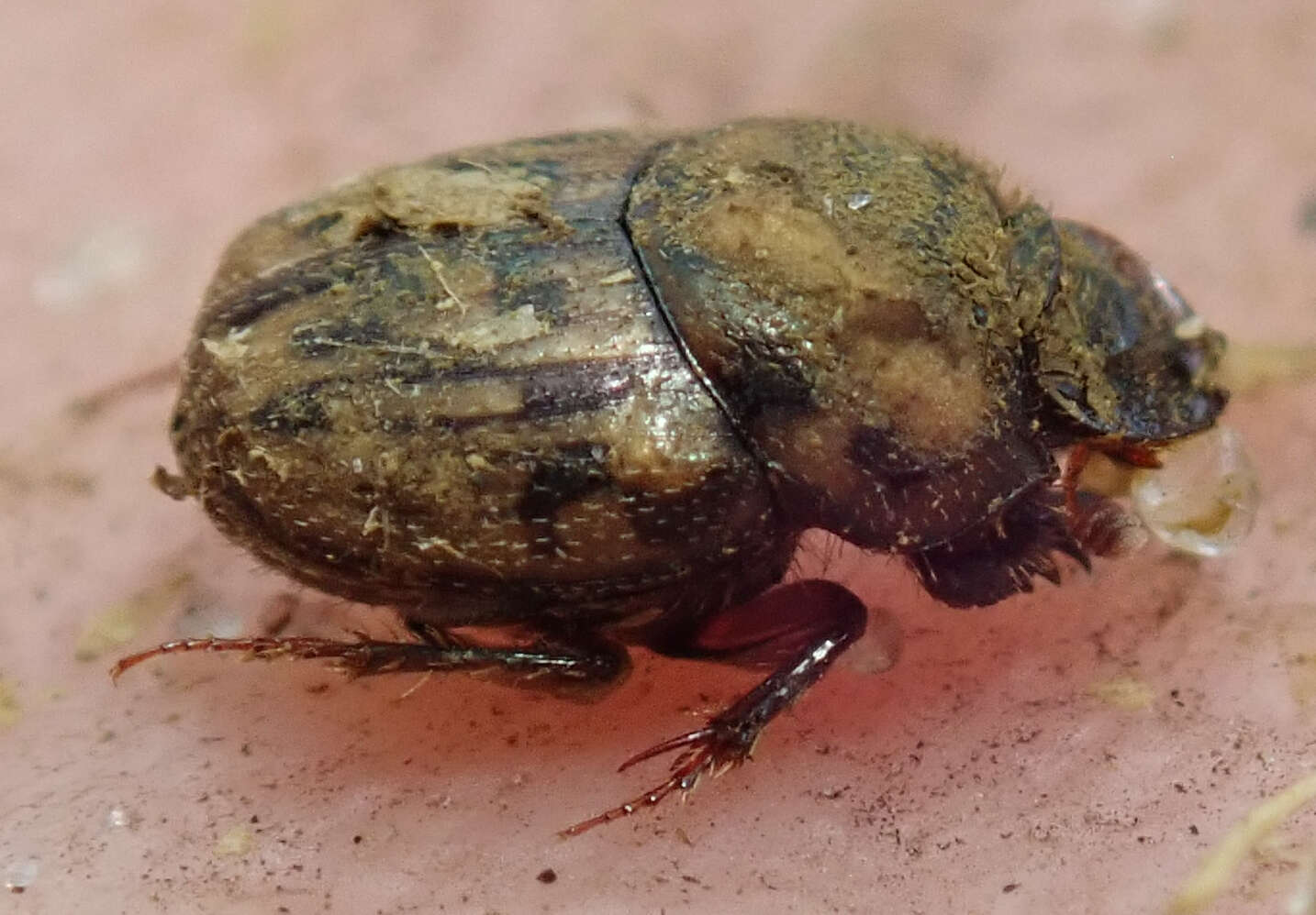 Image of Onthophagus (Furconthophagus) variegatus (Fabricius 1798)