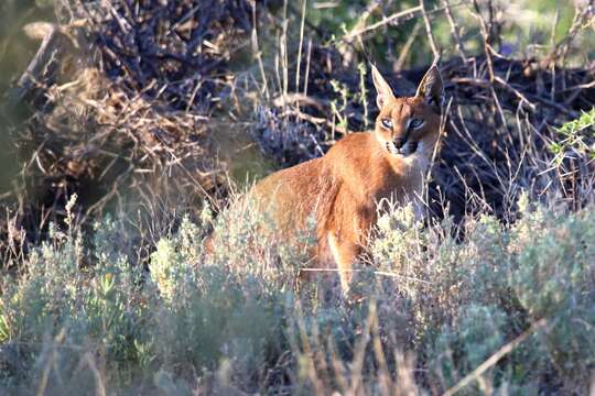 Image of Caracal caracal caracal (Schreber 1776)