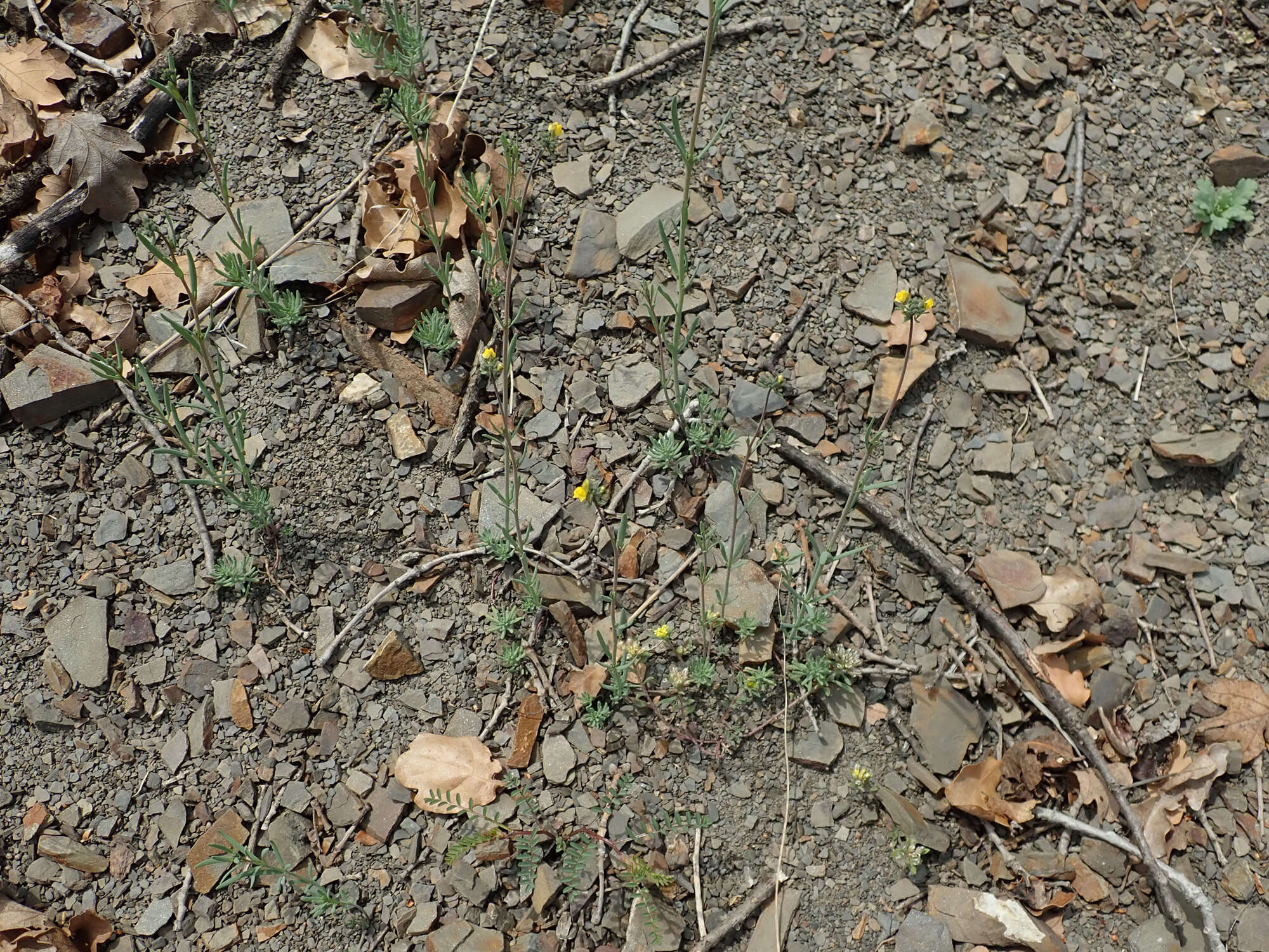 Image of Linaria simplex (Willd.) DC.