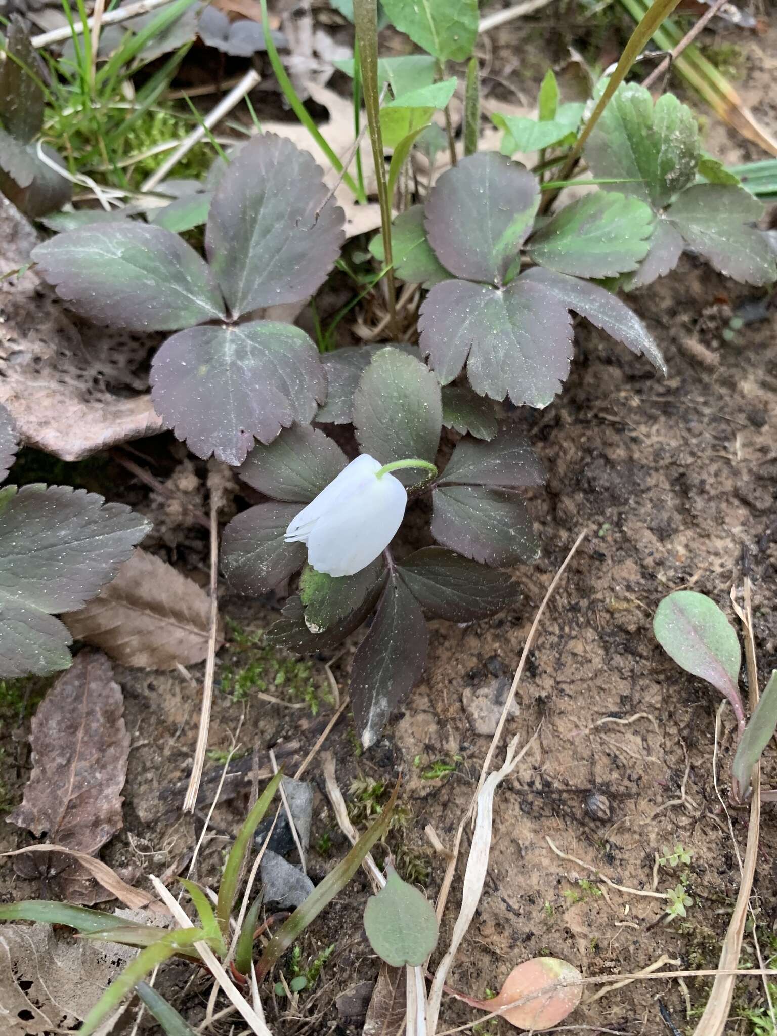 Слика од Anemone lancifolia Pursh